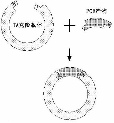 稍微简洁的回答pcr产物的克隆